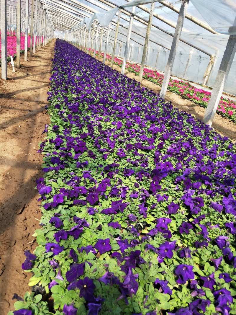 矮牵牛山东青州草花苗木基地常年供应优质草花基地直发