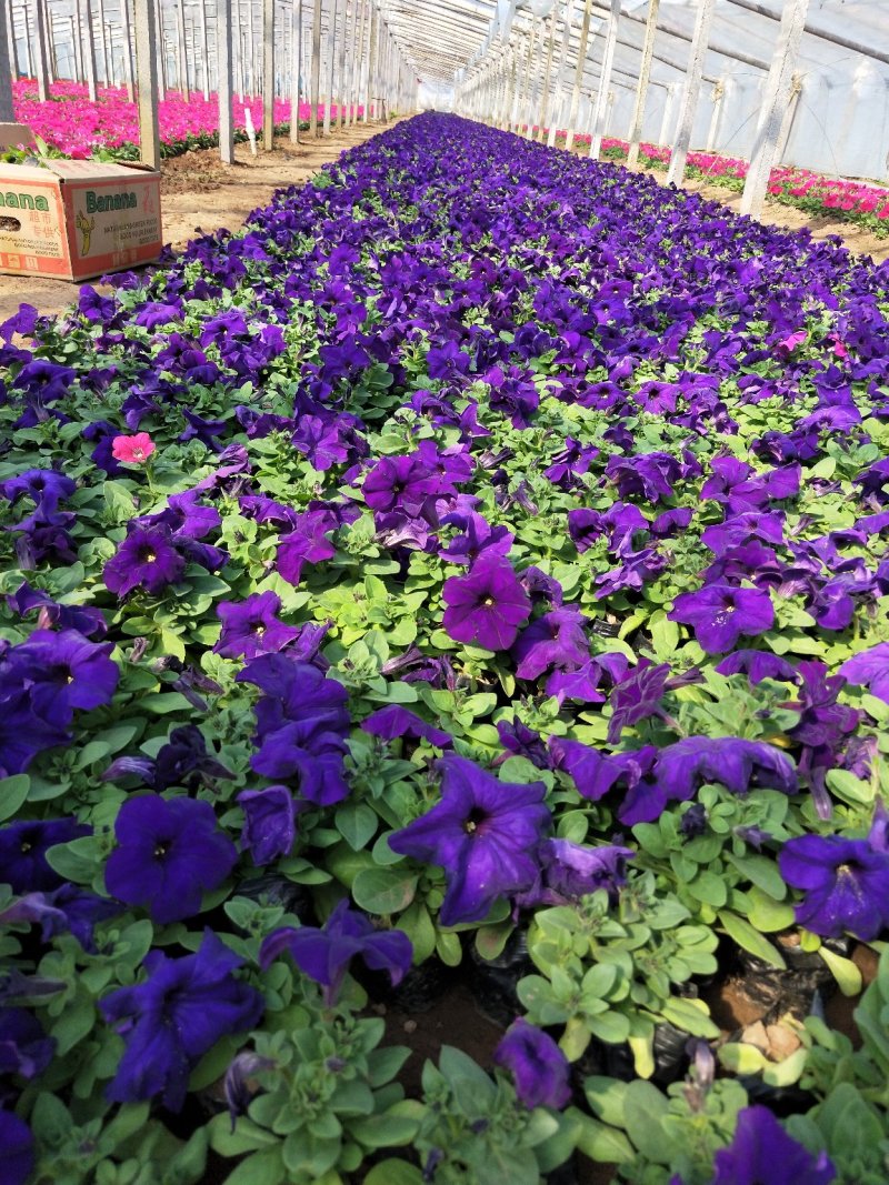 矮牵牛山东青州草花苗木基地常年供应优质草花基地直发