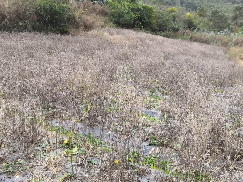 有好货：晋宁70亩耕地（水田、水浇地）低价出租，水源保证