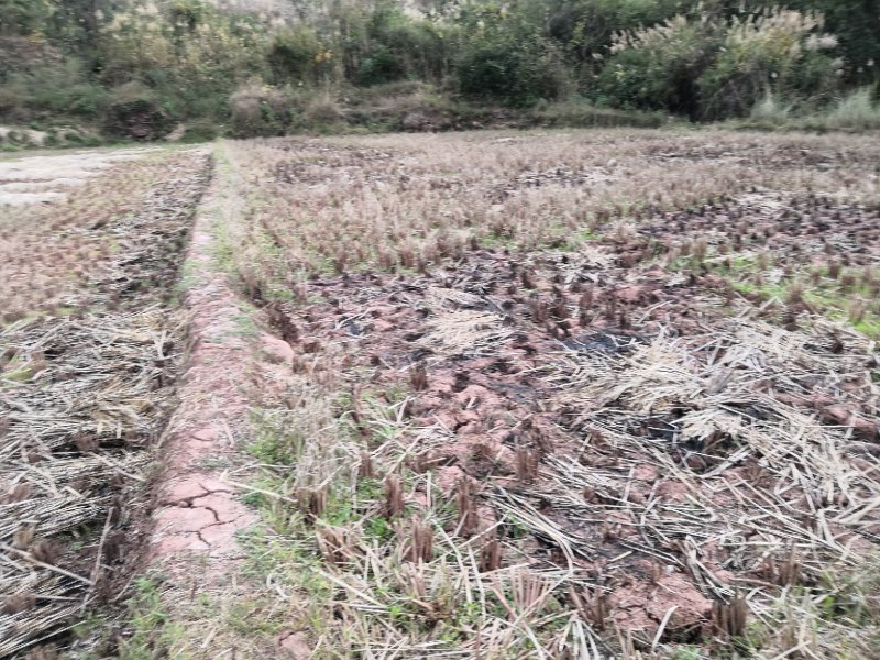 有好货：晋宁70亩耕地（水田、水浇地）低价出租，水源保证