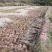 有好货：晋宁70亩耕地（水田、水浇地）低价出租，水源保证