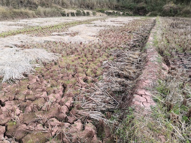 有好货：晋宁70亩耕地（水田、水浇地）低价出租，水源保证