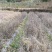 有好货：晋宁70亩耕地（水田、水浇地）低价出租，水源保证