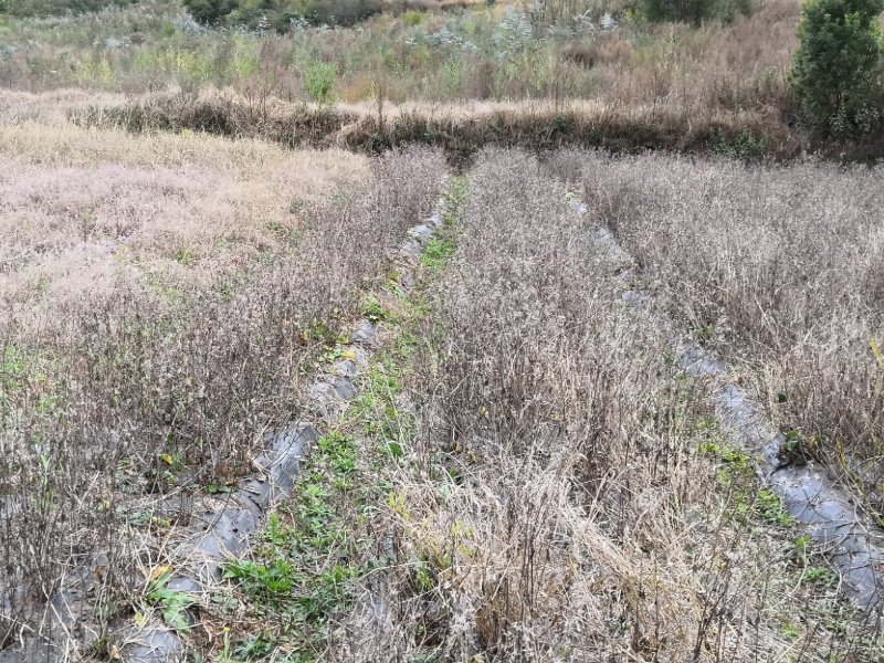有好货：晋宁70亩耕地（水田、水浇地）低价出租，水源保证