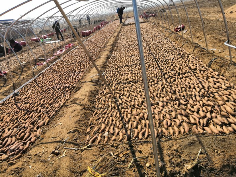辽宁锦州北镇红旗沟102国道旁出售地瓜苗