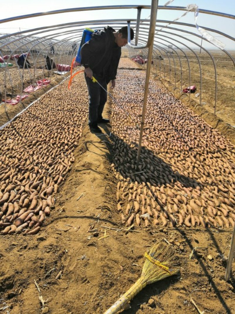 辽宁锦州北镇红旗沟102国道旁出售地瓜苗