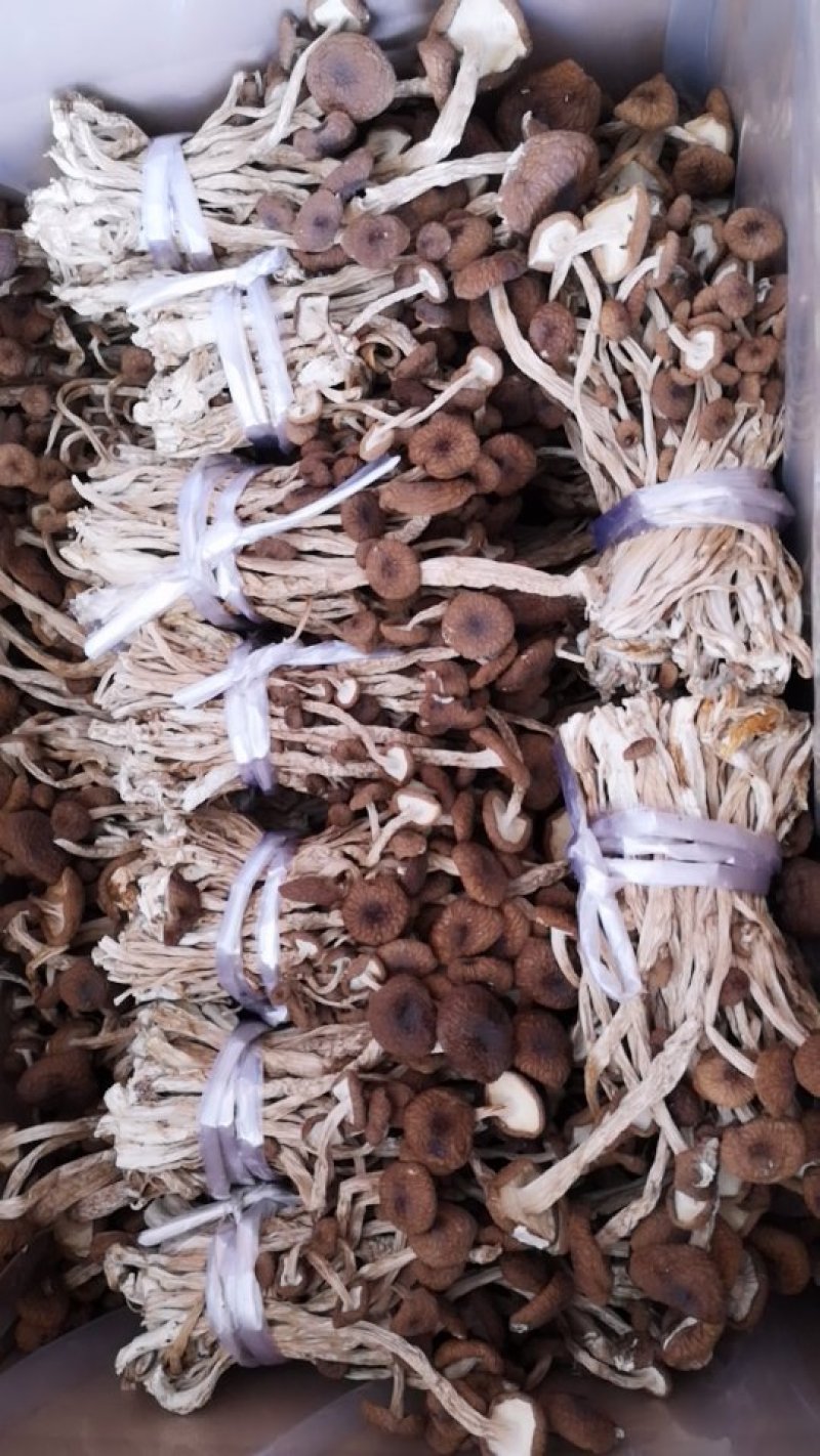 广昌特级茶树菇干货不开伞剪脚扎把产地直销食用菌批发