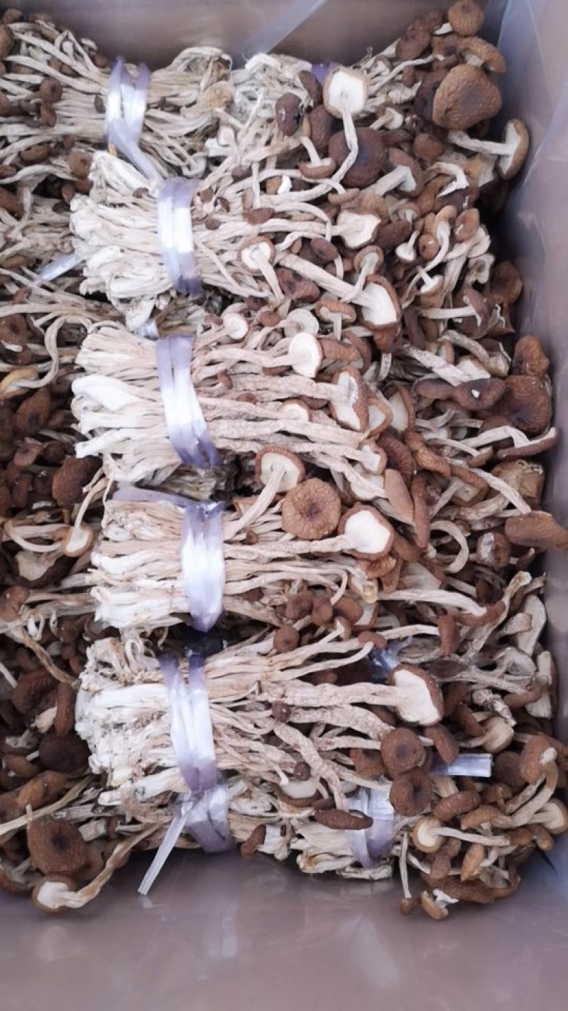 广昌特级茶树菇干货不开伞剪脚扎把产地直销食用菌批发