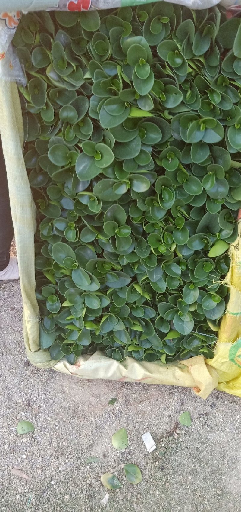 精品140杯碧玉福建基地自产自销