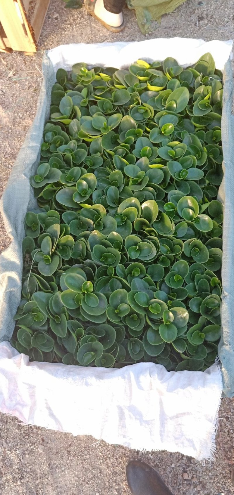 精品140杯碧玉福建基地自产自销