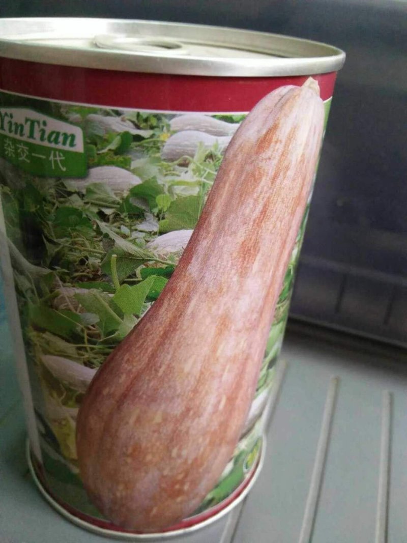蜜本南瓜种子