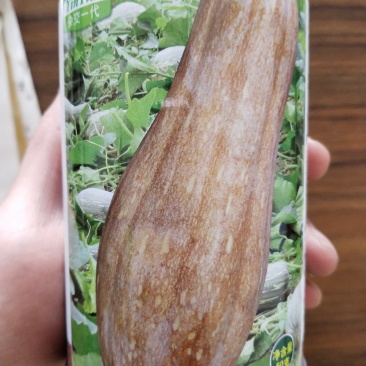 蜜本南瓜种子