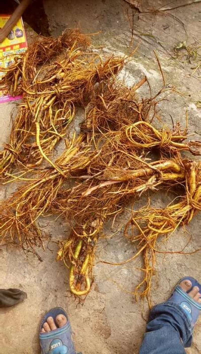 白花牛奶根鲜货野生