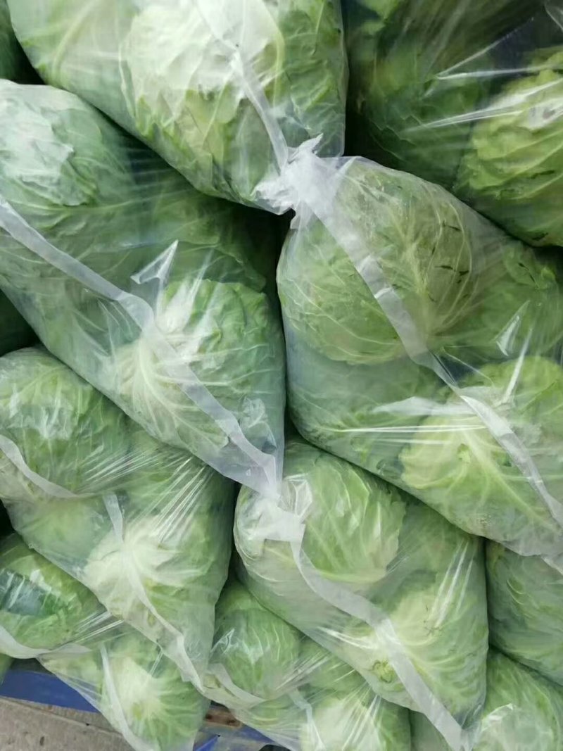 精品甘蓝！！包菜量大质优