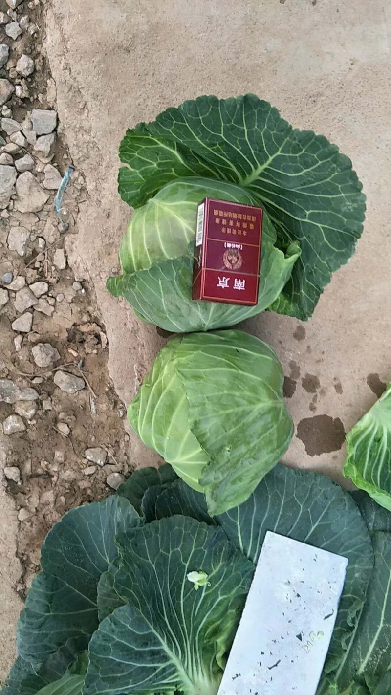精品甘蓝！！包菜量大质优