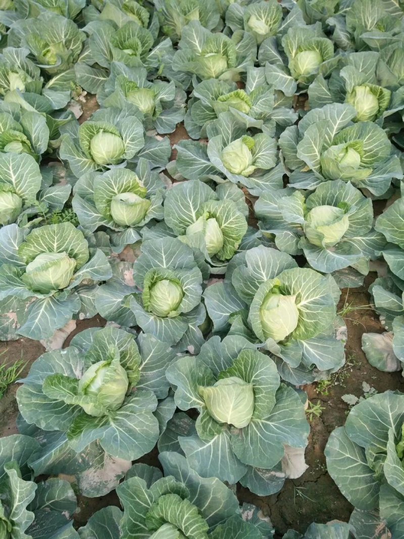 精品甘蓝！！包菜量大质优