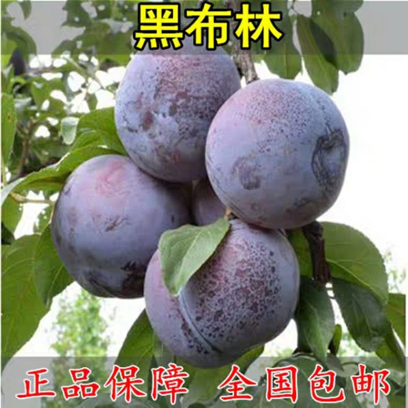 黑布林美国大黑李黑布林李子苗南北方种植特大早熟脆李