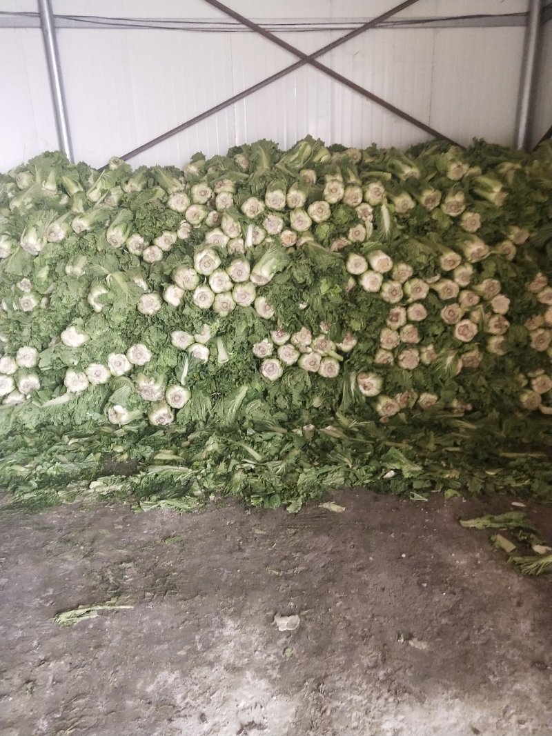 大量供应储存白菜4到6斤色绿心足