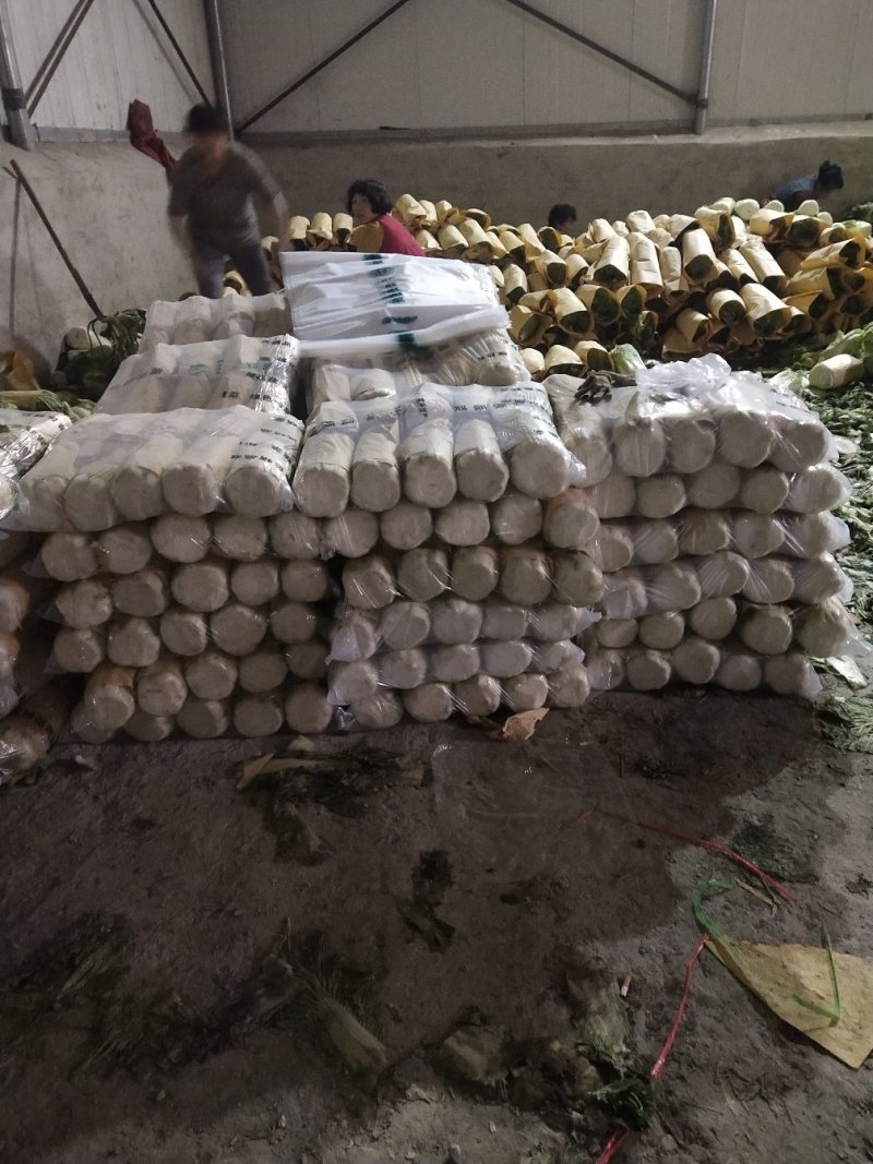 大量供应储存白菜4到6斤色绿心足