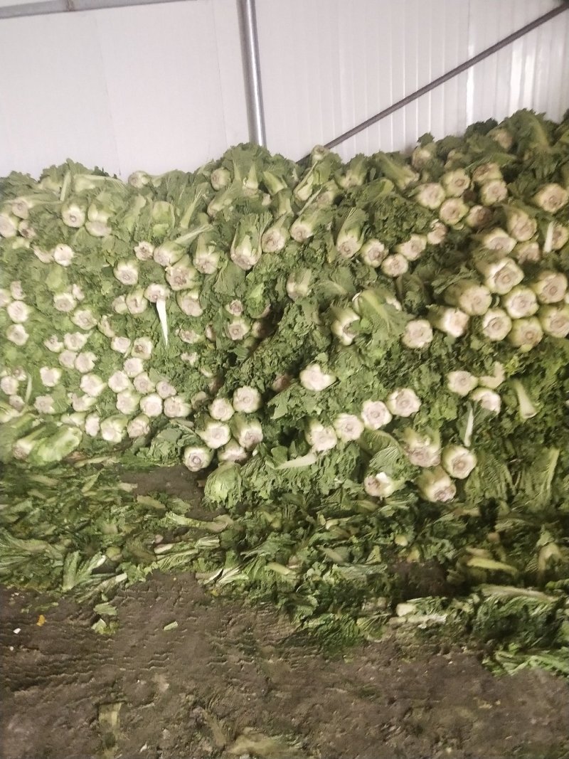大量供应储存白菜4到6斤色绿心足