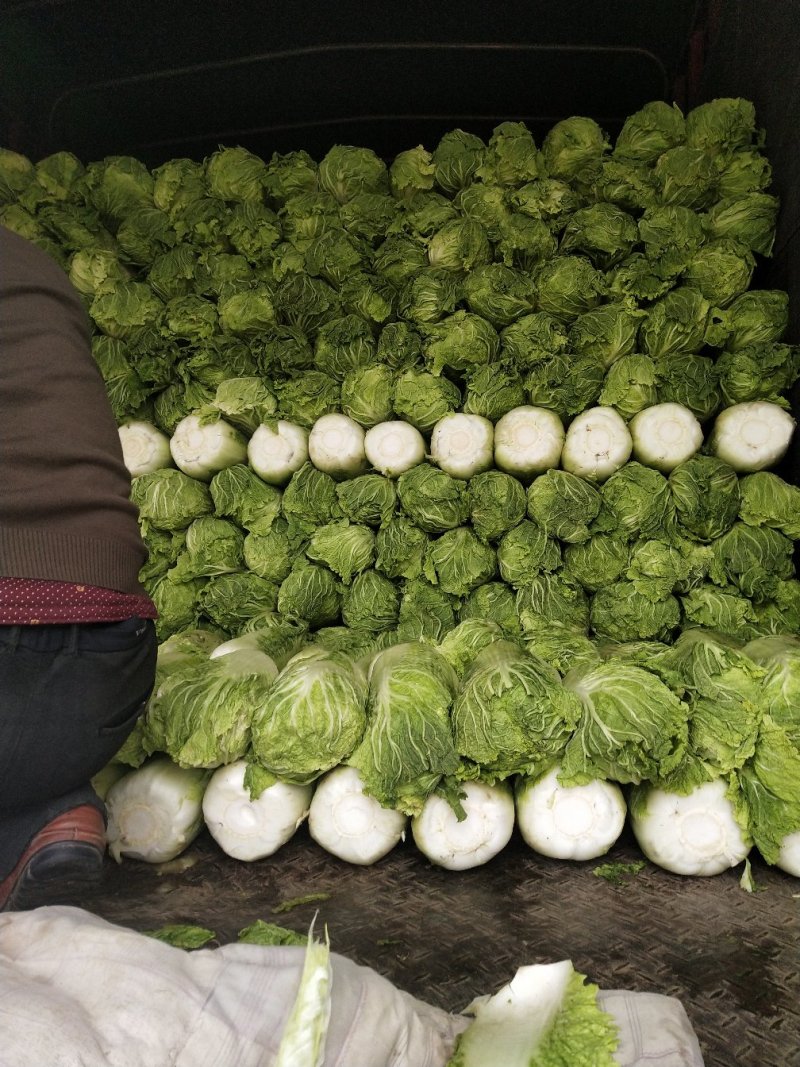 大量供应储存白菜4到6斤色绿心足