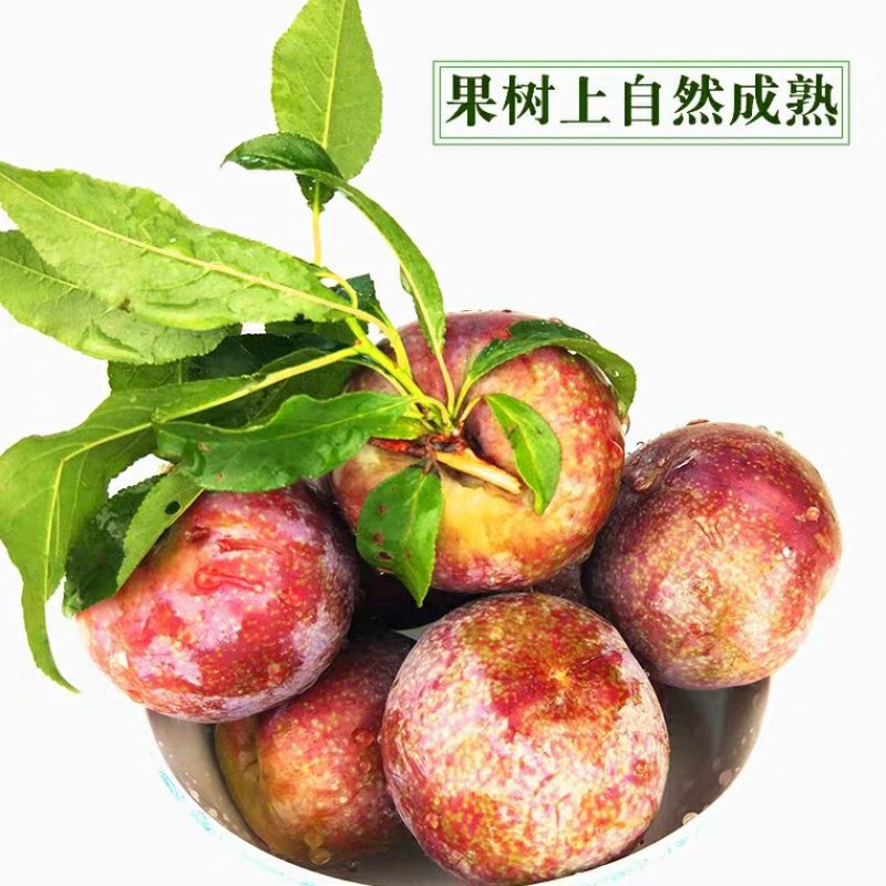 嫁接红心李子树苗三华蜂糖李子苗当年结果