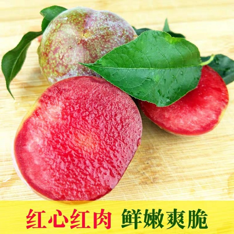 嫁接红心李子树苗三华蜂糖李子苗当年结果