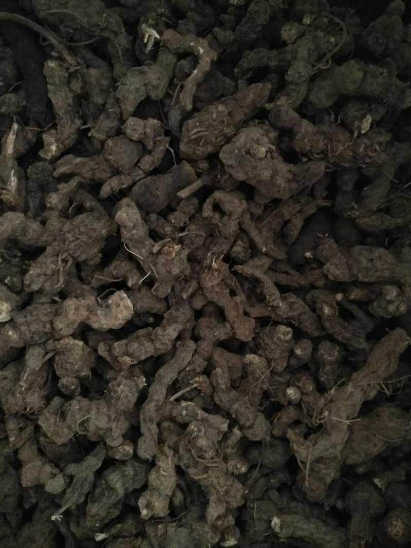 苍术