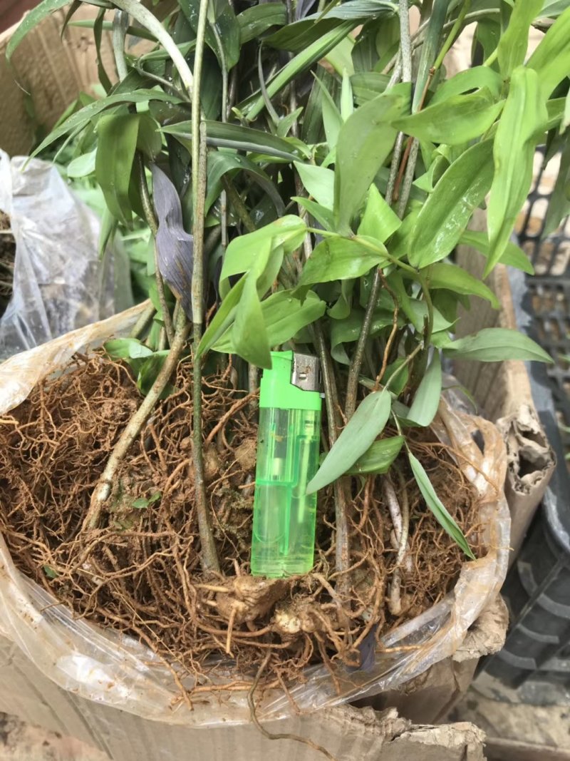 黄精苗