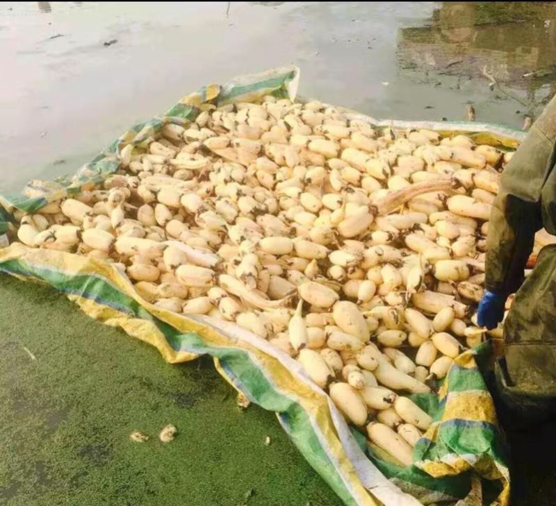极品莲藕