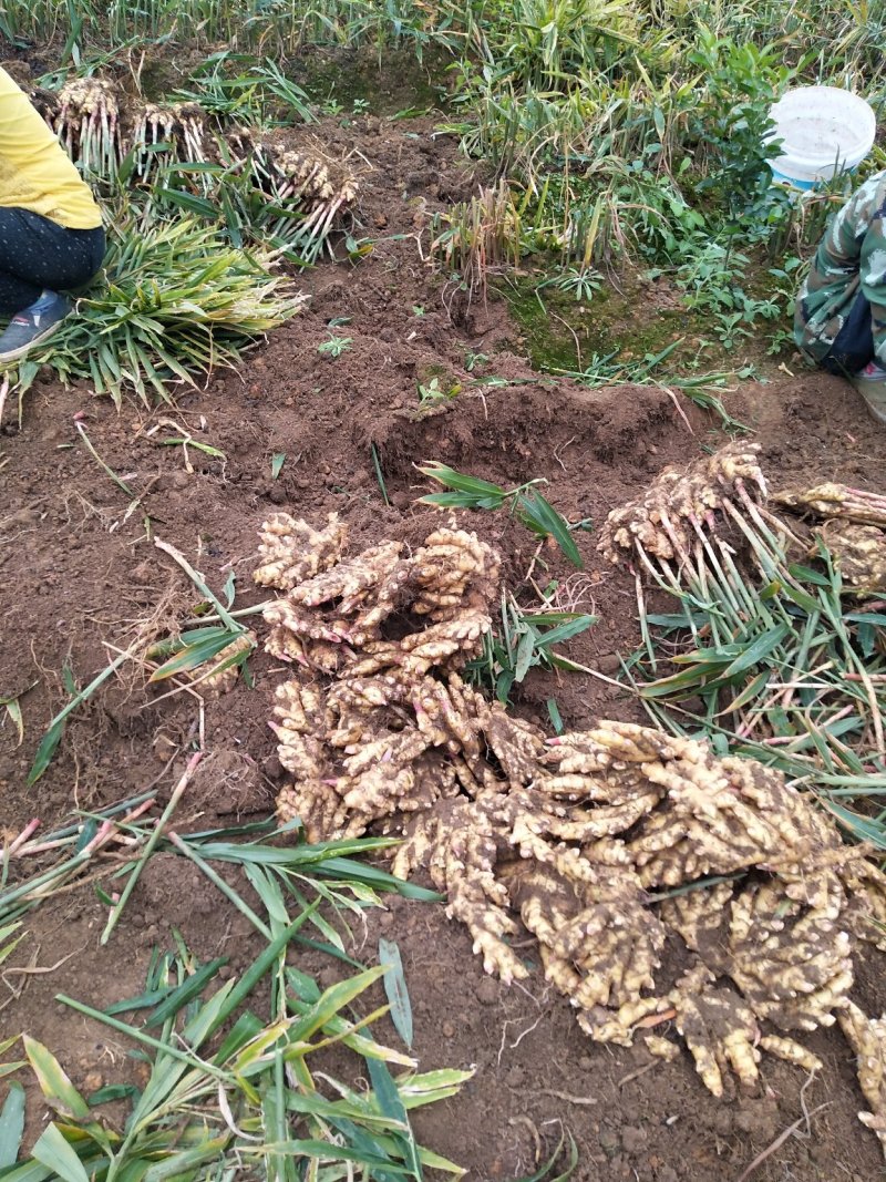 广西大瑶山大黄姜(新老姜)上市