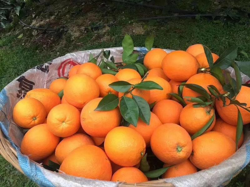 红橙，血橙中华红橙产地直发价格便宜农民一手货源