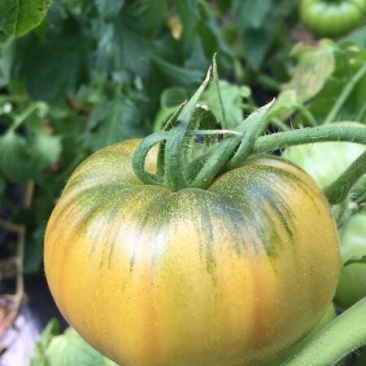 飘香黄筋西红柿🍅，回忆小时候的味道