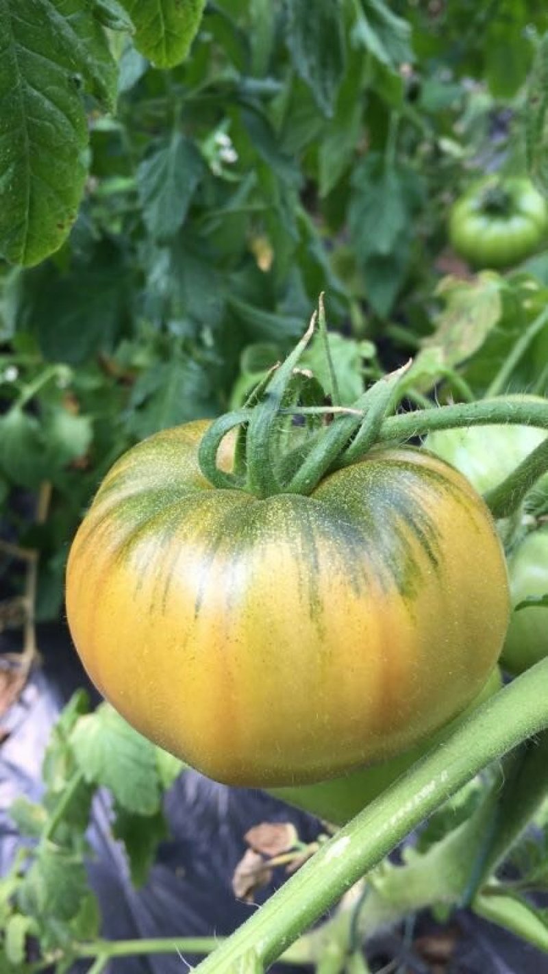 飘香黄筋西红柿🍅，回忆小时候的味道