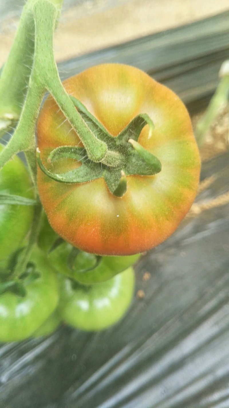 飘香黄筋西红柿🍅，回忆小时候的味道