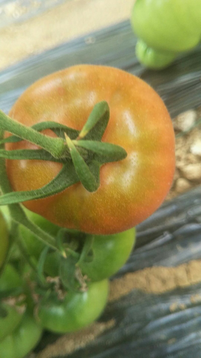 飘香黄筋西红柿🍅，回忆小时候的味道