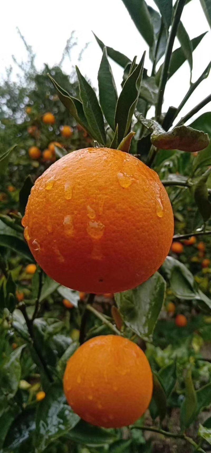 【畅销榜】血橙红心橙中华红橙皮薄肉厚产地直供一手货源