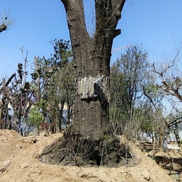 柿子树
