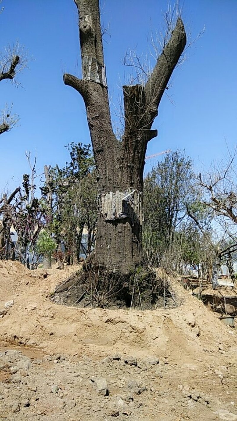 柿子树