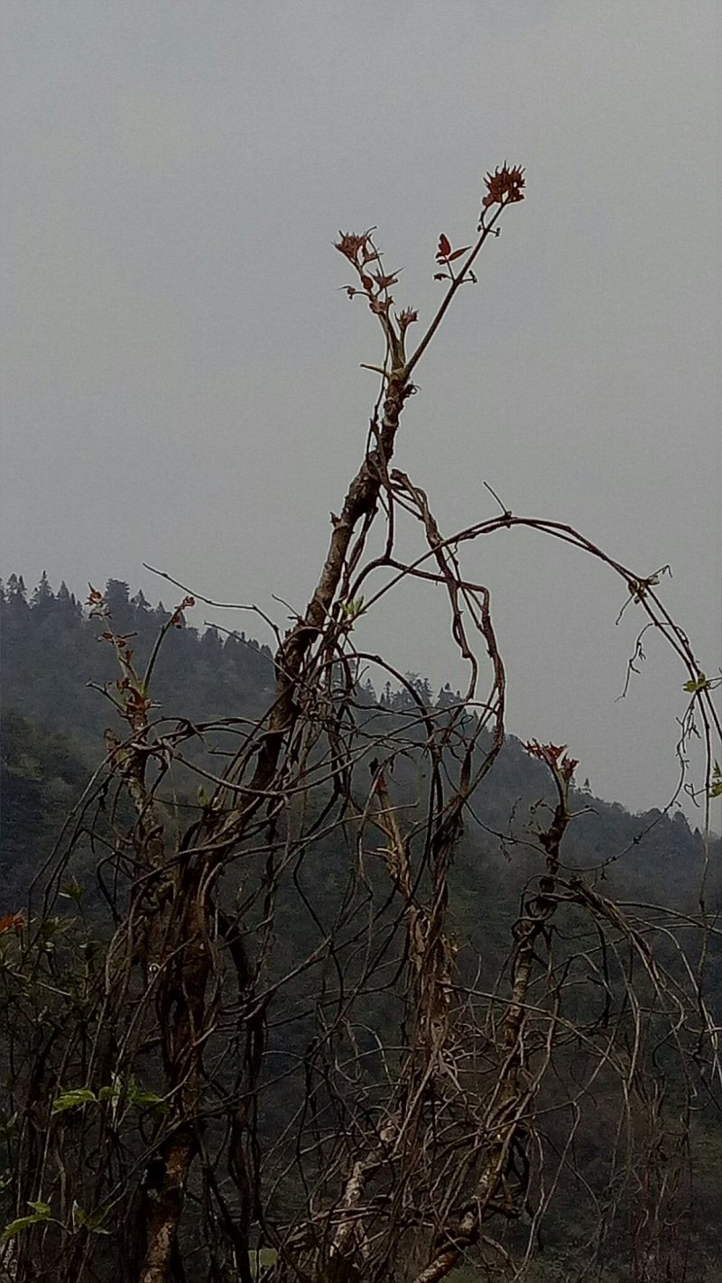 纯天然刺老芽