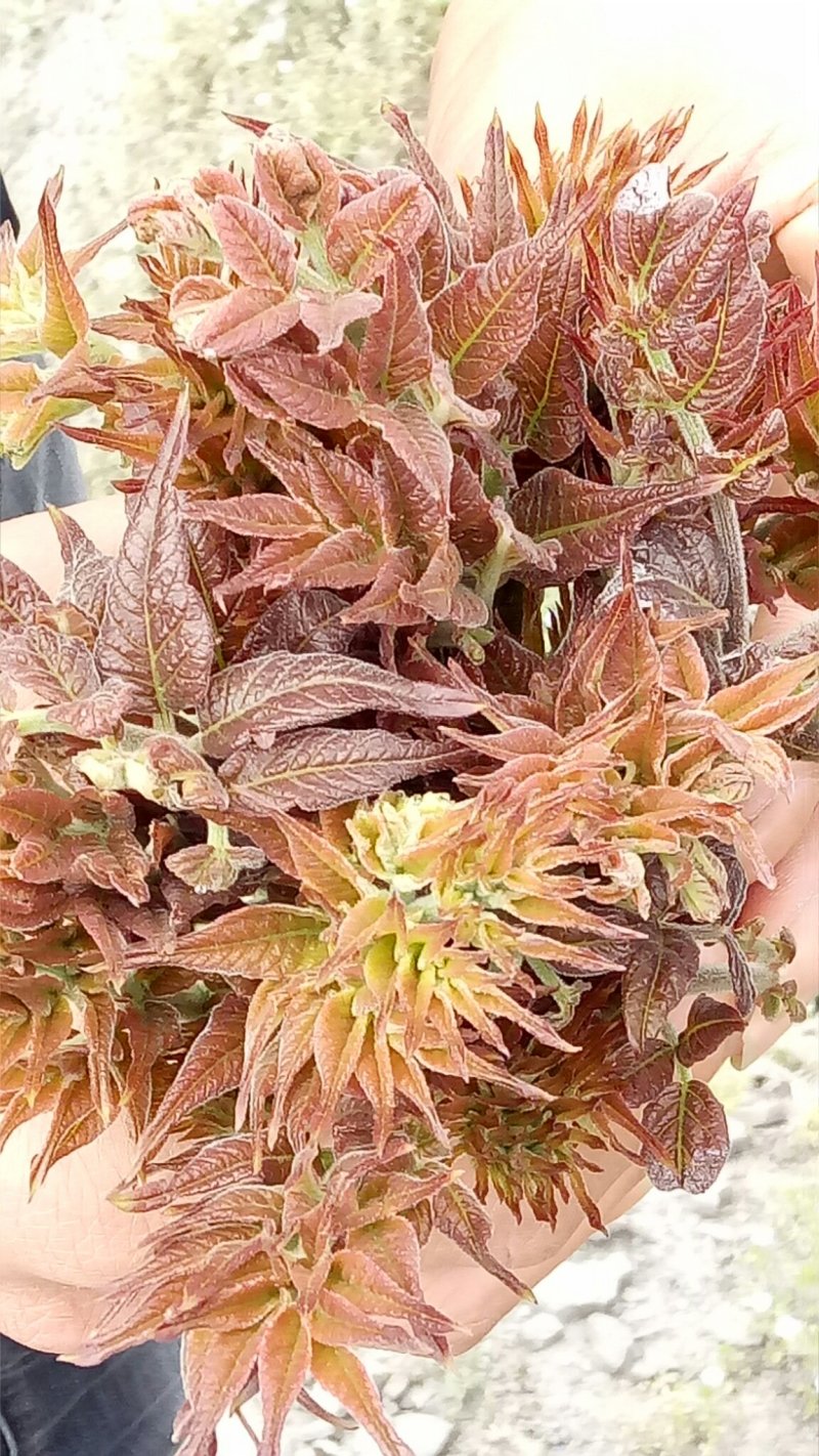 纯天然刺老芽