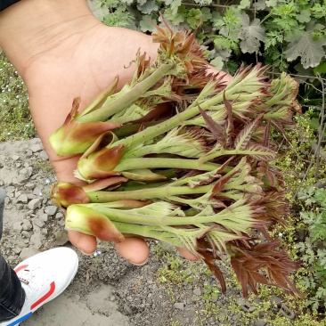 纯天然刺老芽