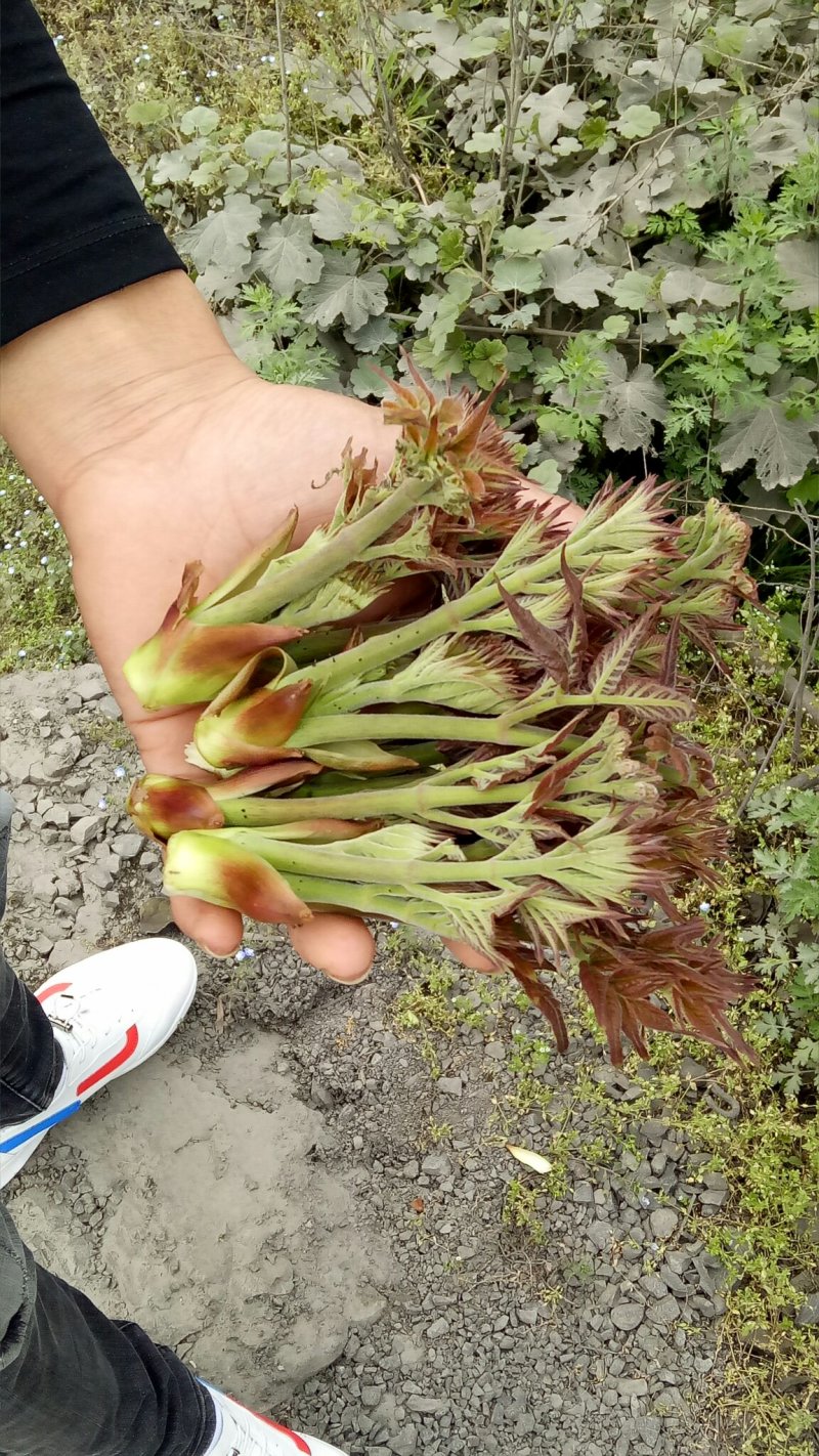 纯天然刺老芽