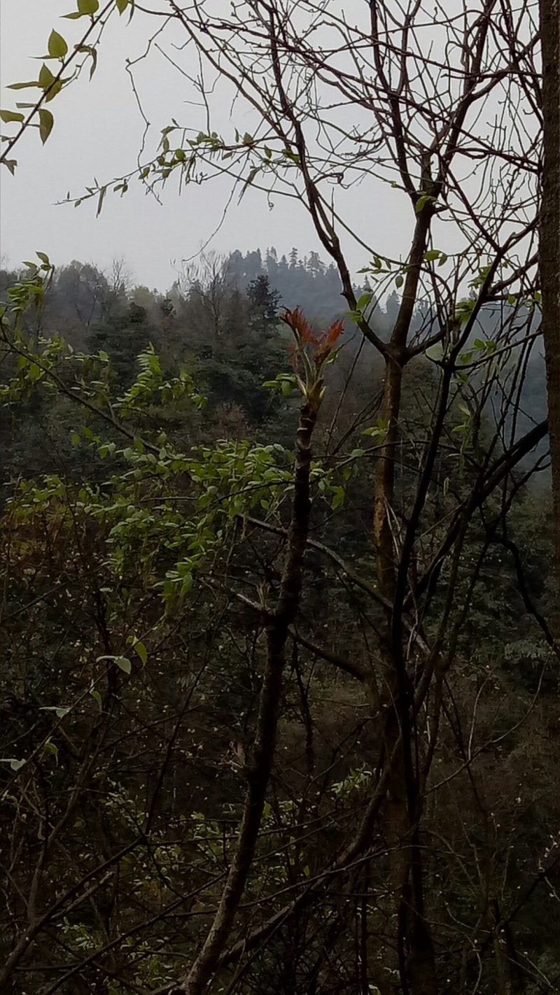 纯天然刺老芽