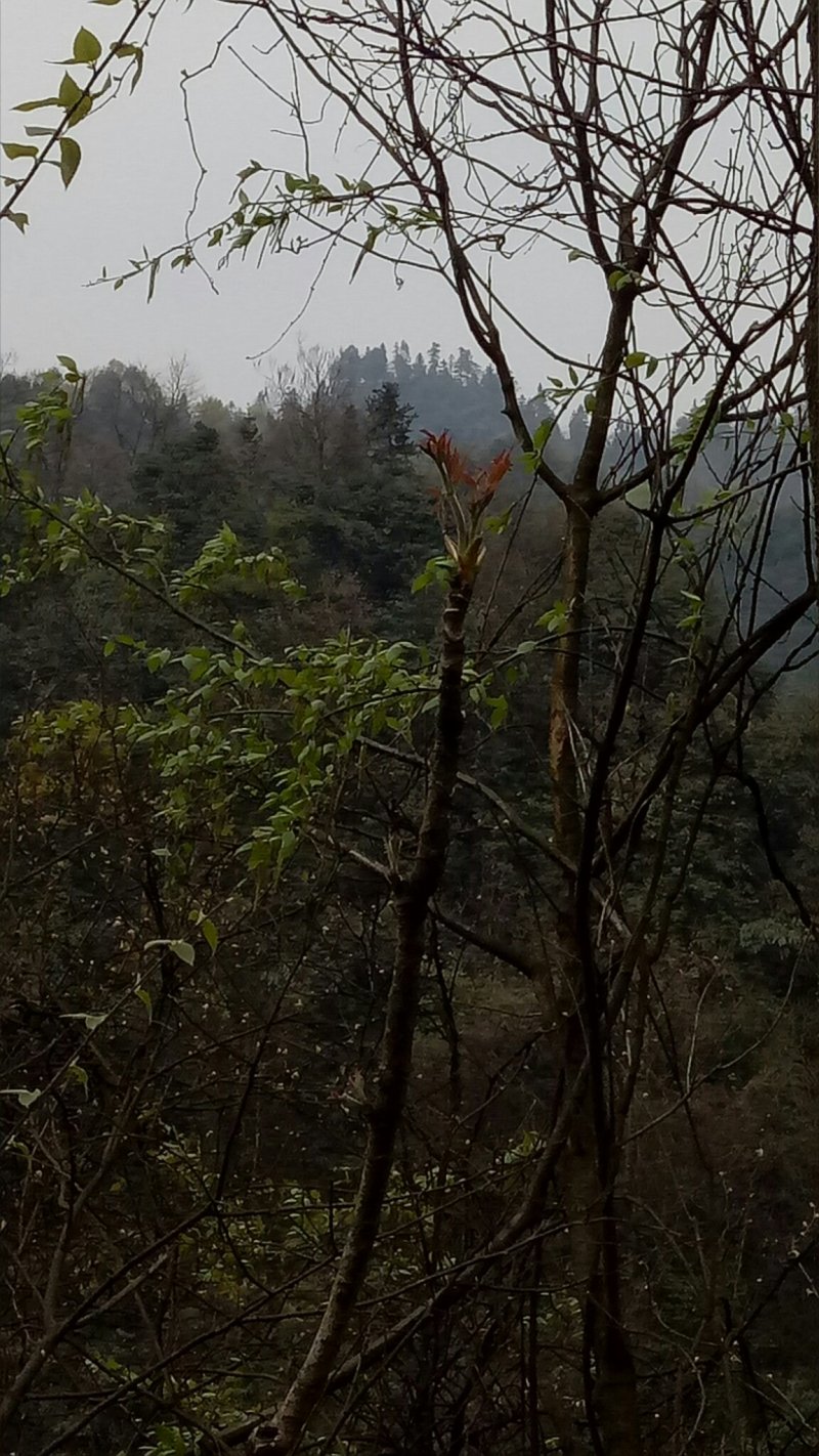 纯天然刺老芽