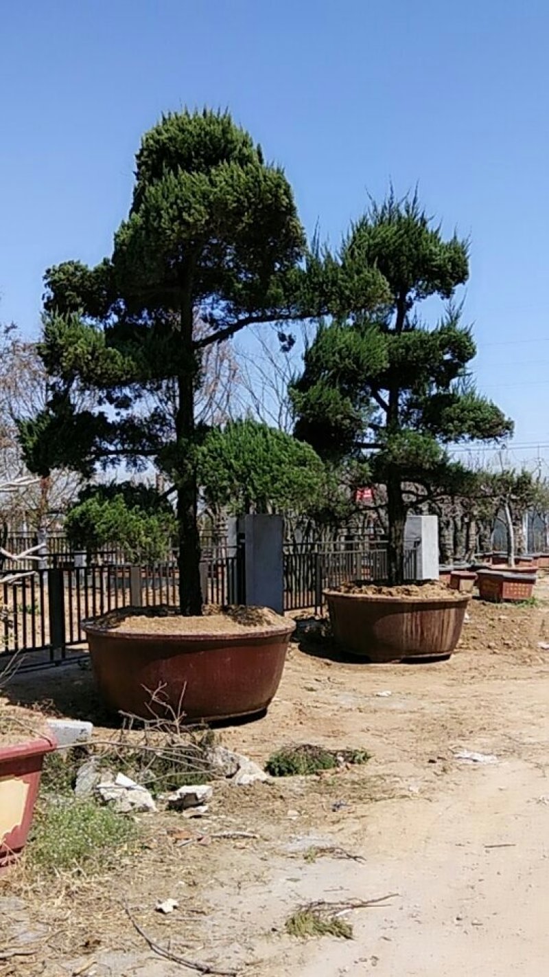 龙柏