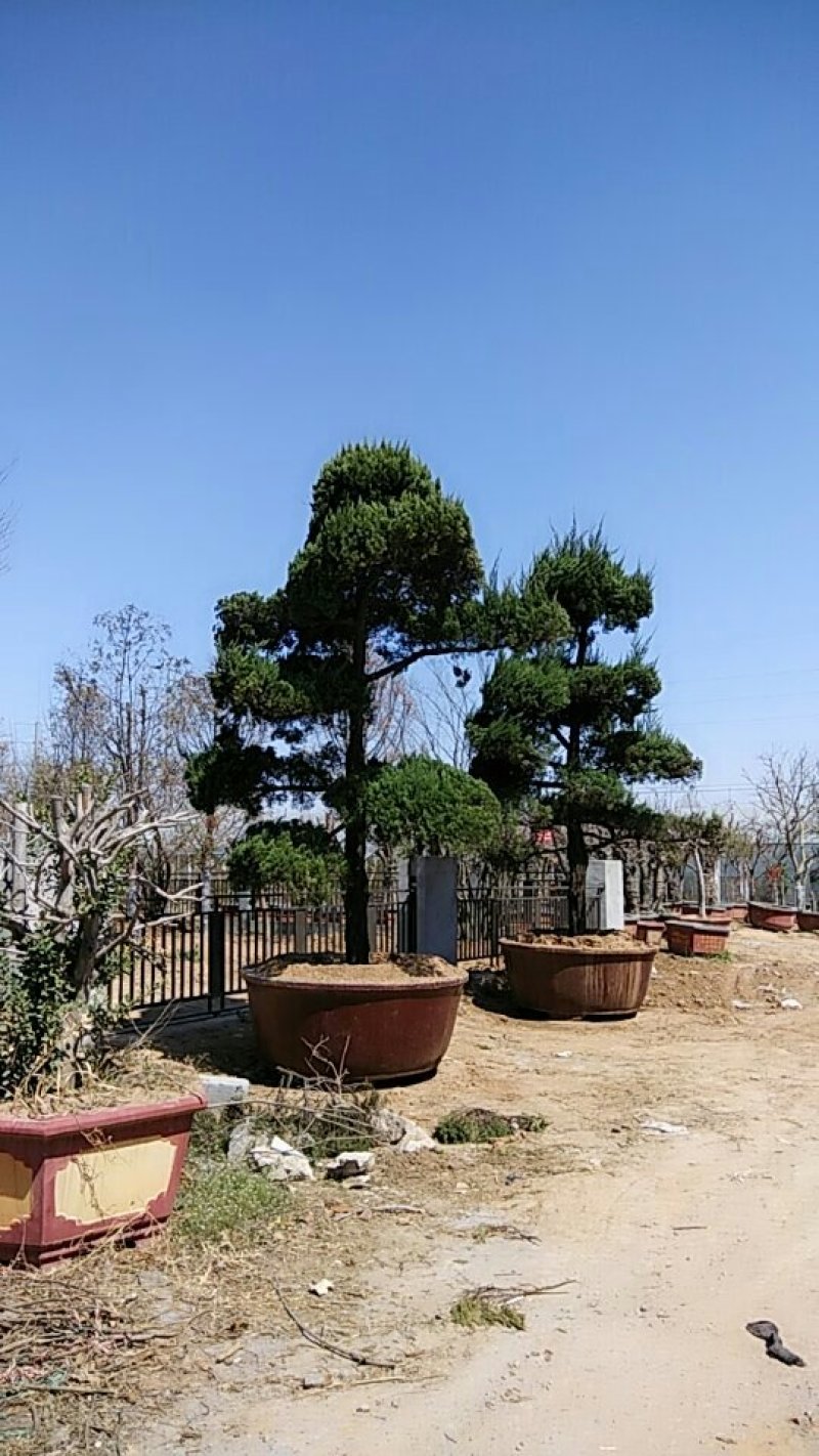 龙柏