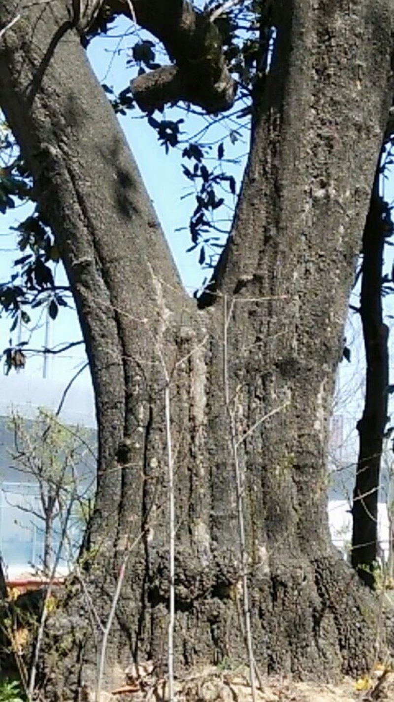 市子树