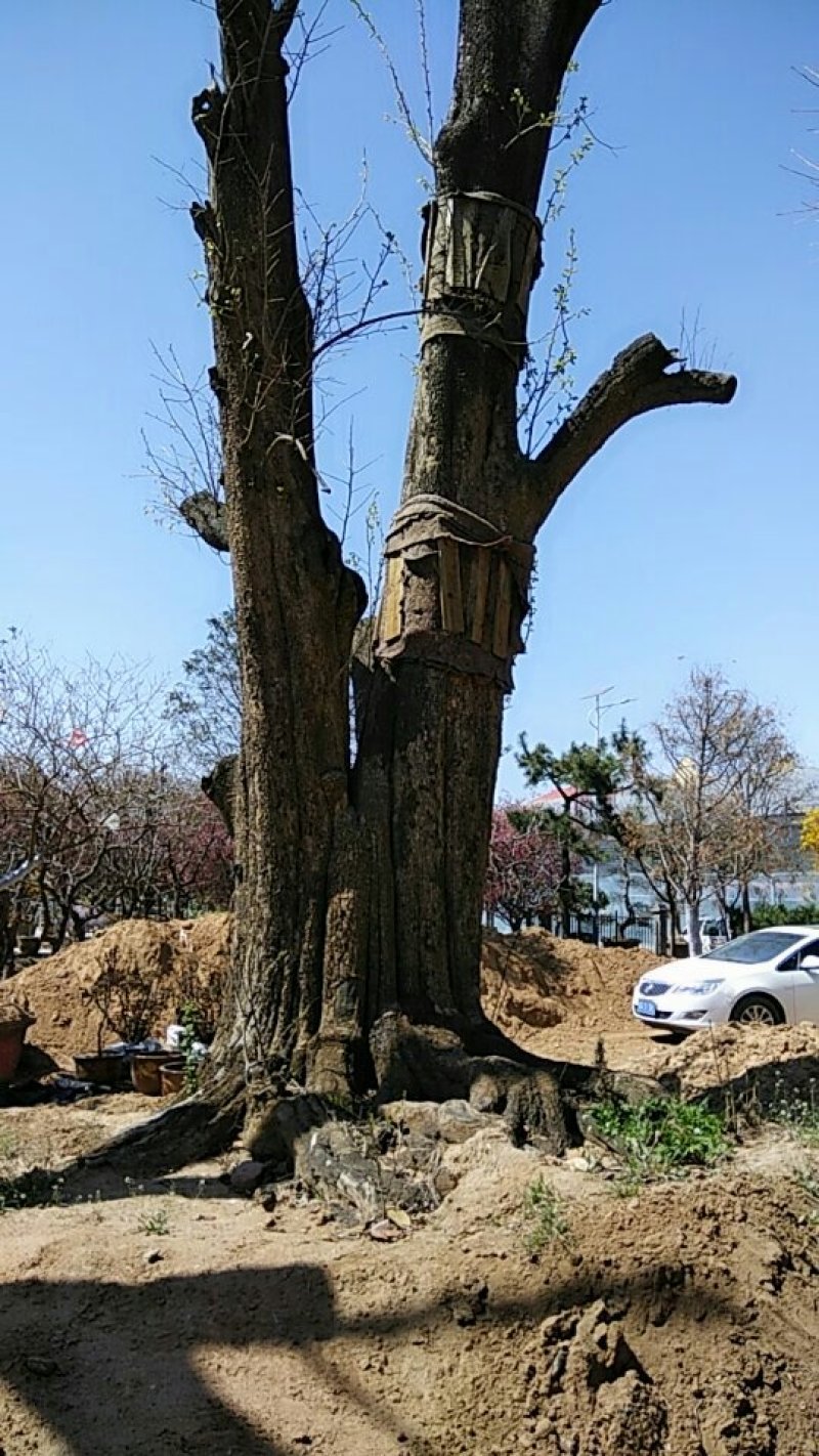 市子树