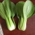 【热销】（坏菜包赔）精品小青菜油菜产地直销